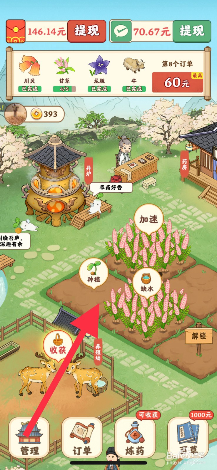 杏林世家如何种植甘草