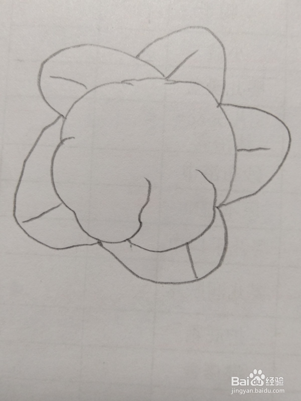 简笔画菜花画法2