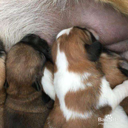 如何判断狗狗是否怀孕了?