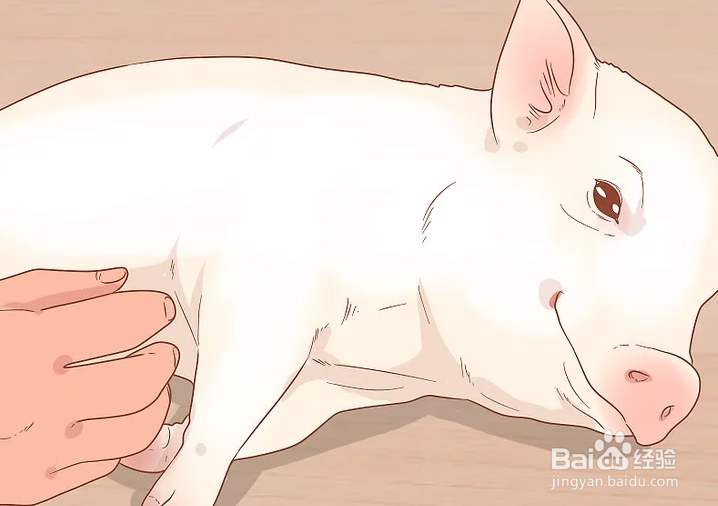 如何训练宠物猪？