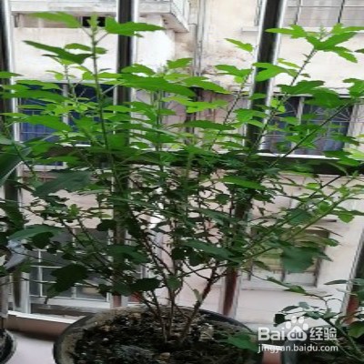 小木槿要怎样爆花多多