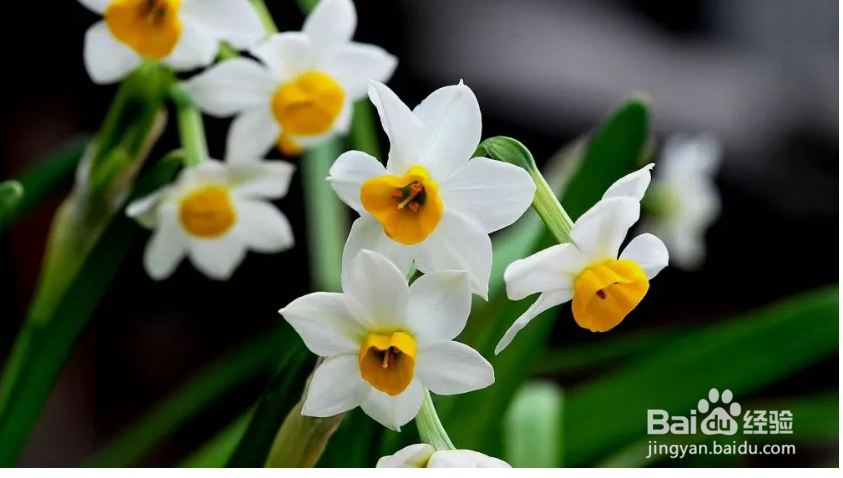 水仙只长叶不开花怎么办