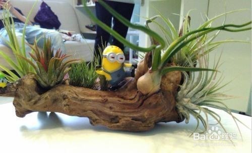 植物的窗帘你见过吗?这些绿植能满足你!