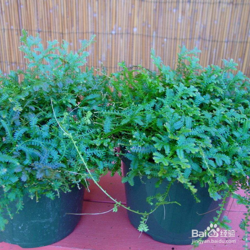 翠云草叶片干黄是怎么了？