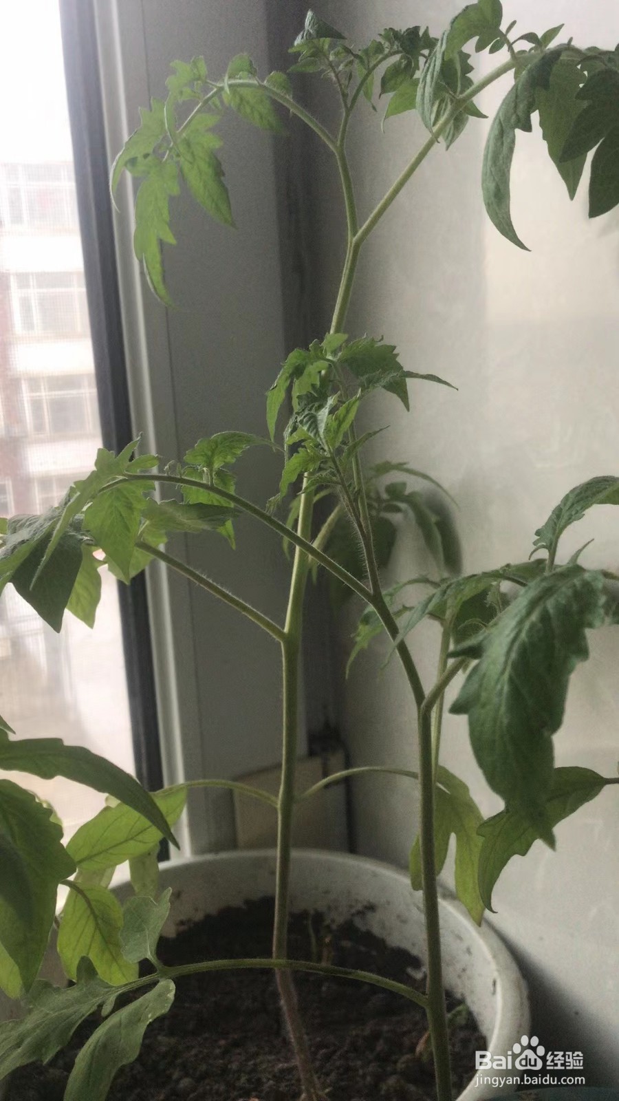 怎么才能在室内种植好西红柿