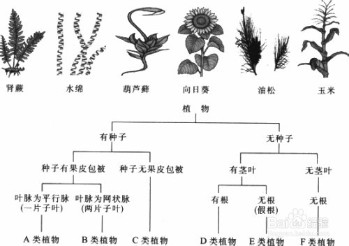 植物如何分类