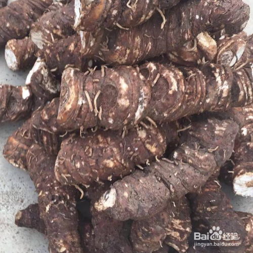 重楼怎么种植出苗快