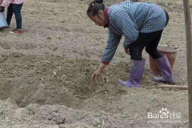 草晶华如何打造中药生态溯源种植体系