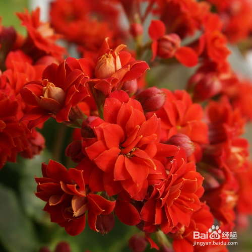 长寿花的寓意是什么