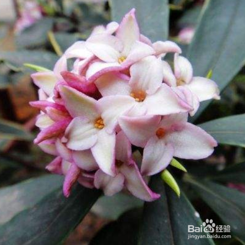 瑞香花叶子发黄怎么办