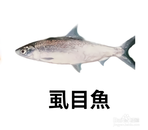 6种蛋白质最高的海鲜？