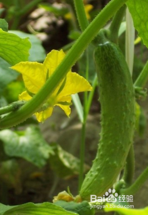 买黄瓜时应该注意点什么