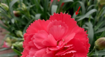 PS怎么把图片边缘修整齐?