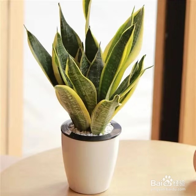 虎皮兰生长旺盛的小技巧，这样养轻松又有效