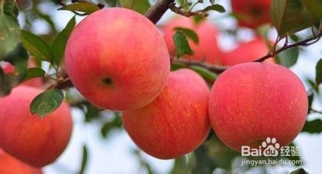 “平安果”的由来