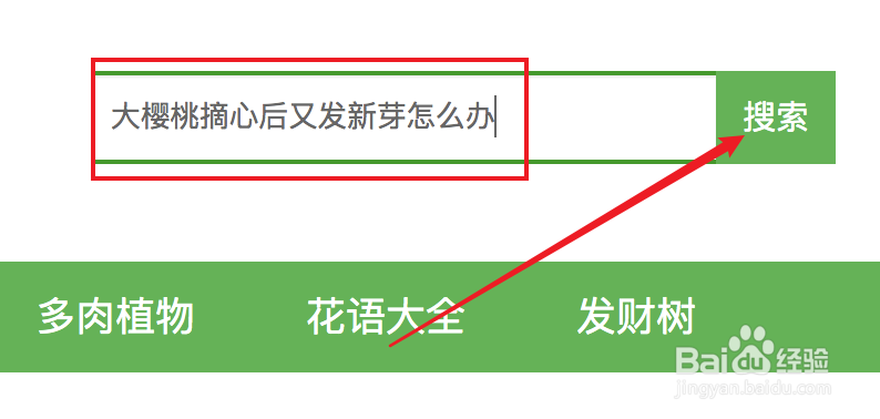 大樱桃摘心后又发新芽怎么办