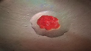 秘制菠萝咕噜肉怎么做