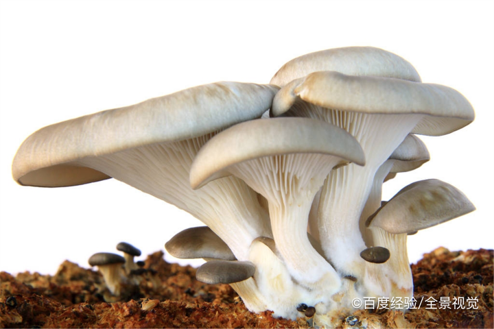 婴幼儿能吃平菇吗