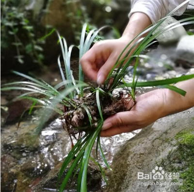 水陆缸养龟造景教程