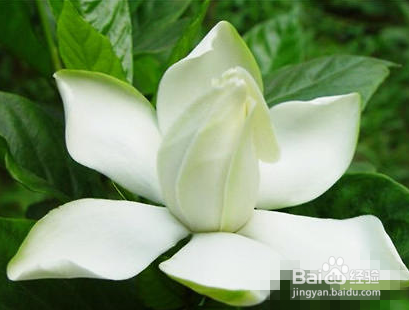 栀子花叶子上长虫了怎么办呢？