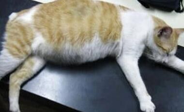 猫咪精神不好食欲不振怎么办 百度经验