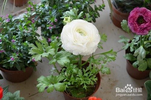 花毛茛种球种植方法