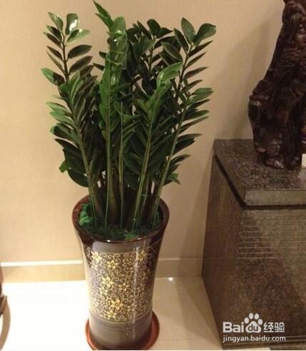 金钱树叶子发黑是怎么办