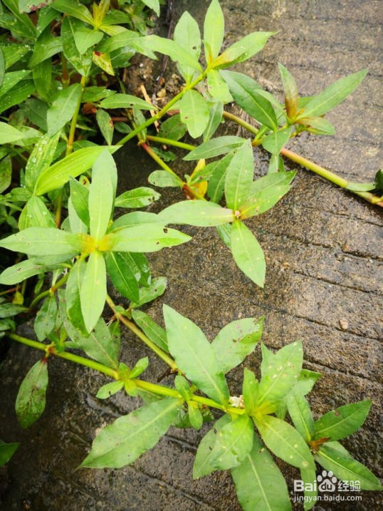 杀死水花生的最好方法