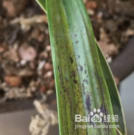 兰花锈斑病怎么处理