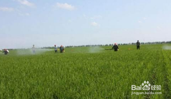 怎样才能管理好水稻