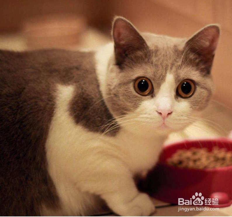 猫咪胃口不好怎么办?