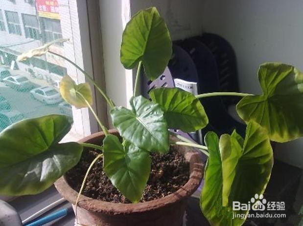 滴水观音叶子发黄的原因及解决方法