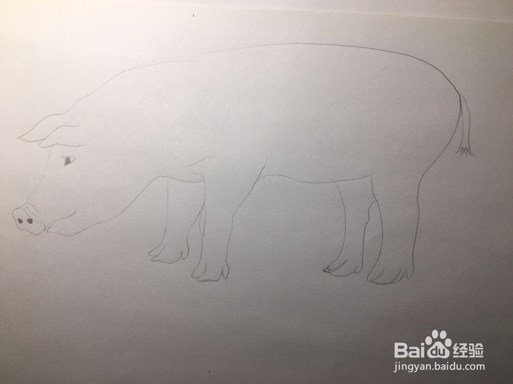 简笔画：猪的画法 幼儿简笔画