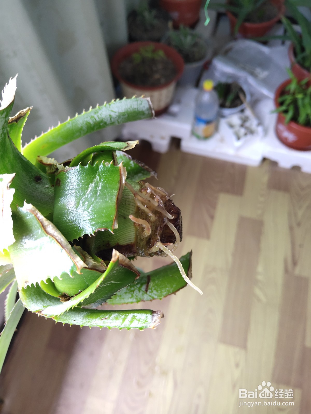 吃剩的菠萝头盆栽