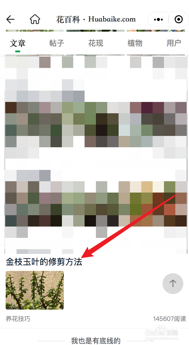 金枝玉叶修剪方法