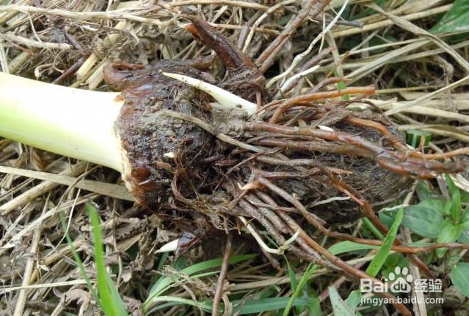 芋头常见病虫害的防治方法