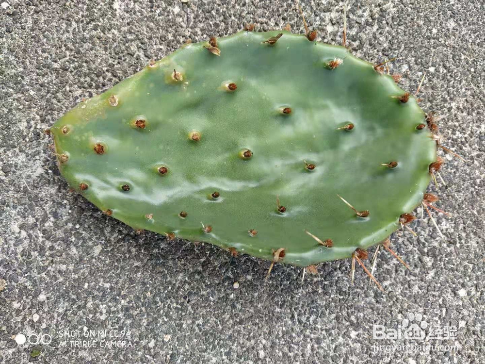 如何种植仙人掌