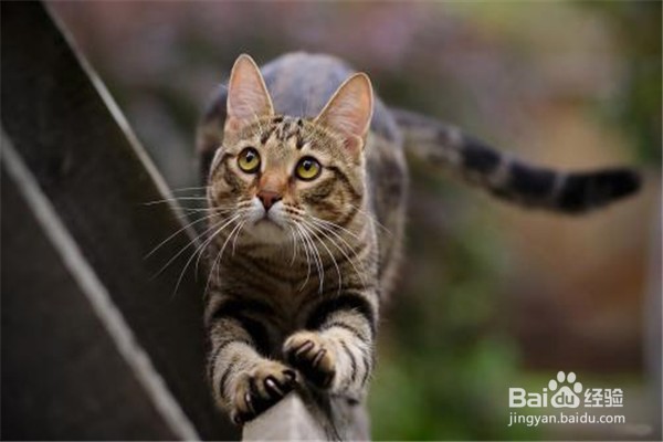 猫要生了怎么能知道?