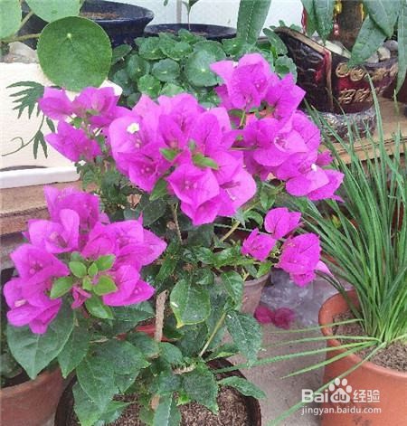 三角梅叶子太大怎么办