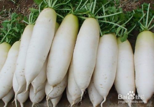 秋天种什么农作物