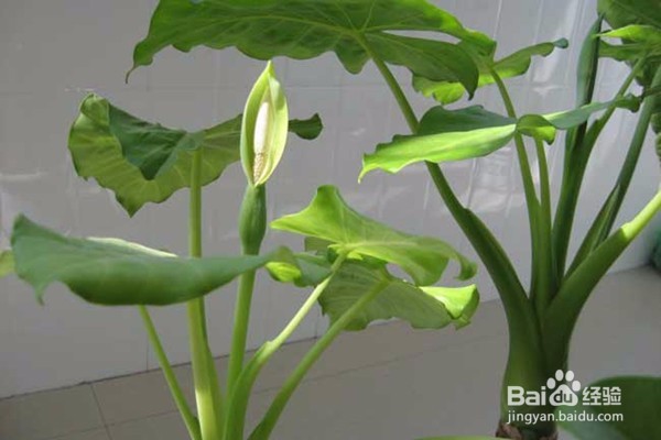 不宜摆放在家里的10种花草植物