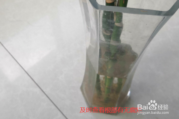 怎么养富贵竹才能长得好