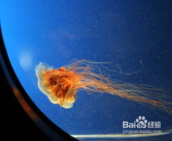 温哥华水族馆:水中舞动的精灵们