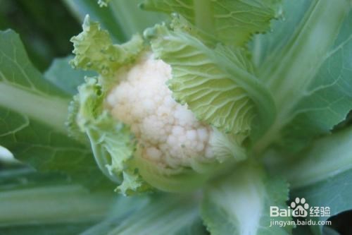 花菜的作用以及禁忌