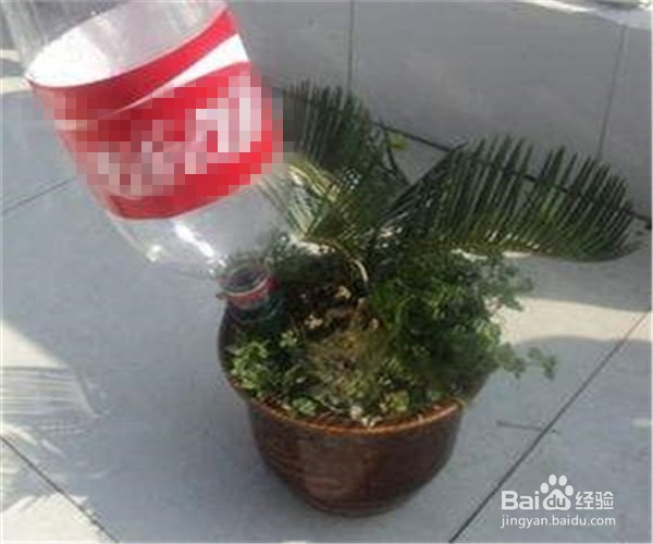 出门旅游期间家里的花草怎么浇水