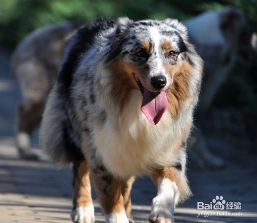 澳大利亚牧羊犬不能吃的东西有哪些？