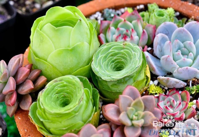 夏庄田园多肉植物的秋冬养护 百度经验