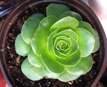 求怎么区别山地玫瑰品种