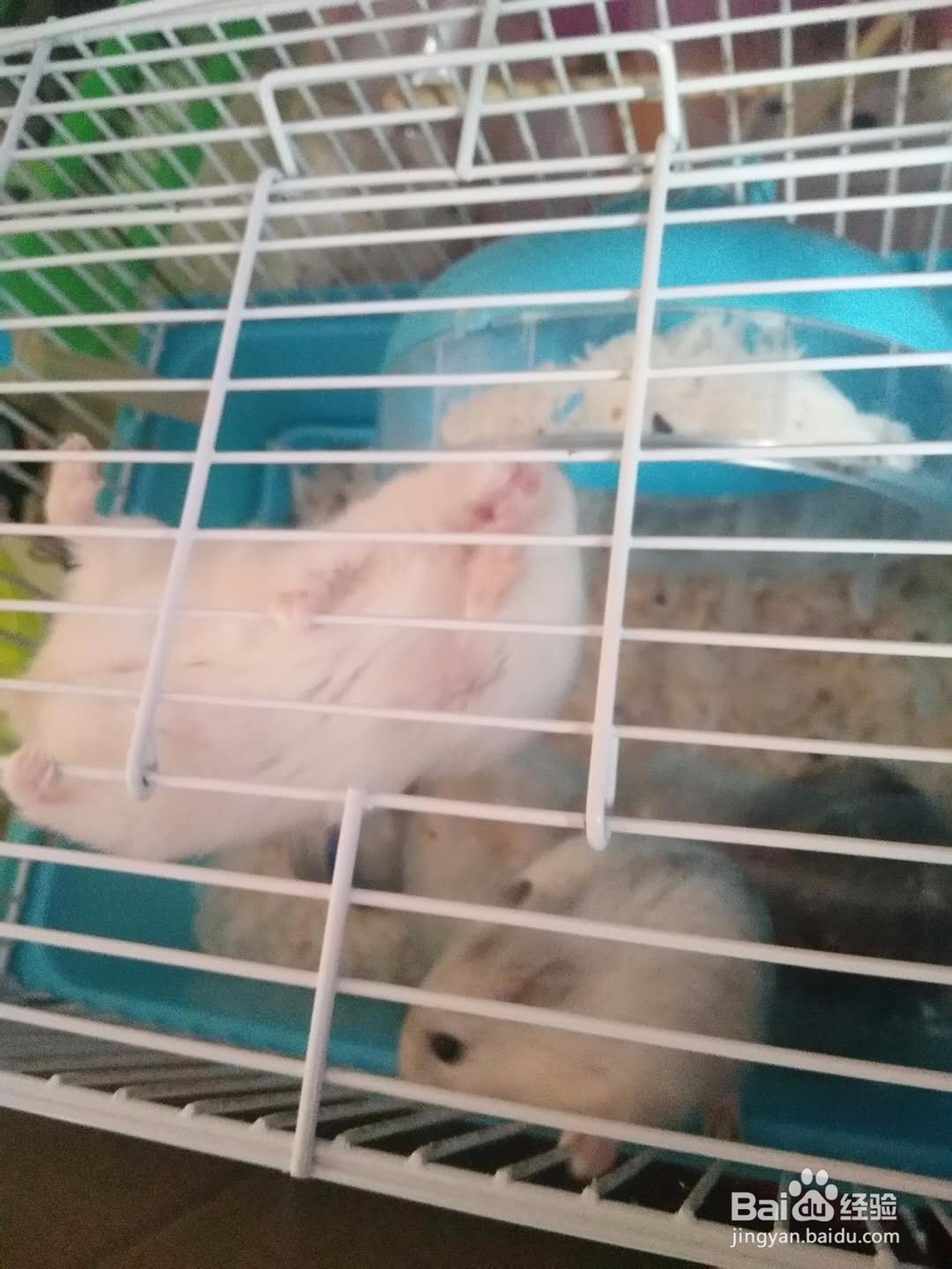 仓鼠傻呼呼的孕期日志,仓鼠怀孕怎么办