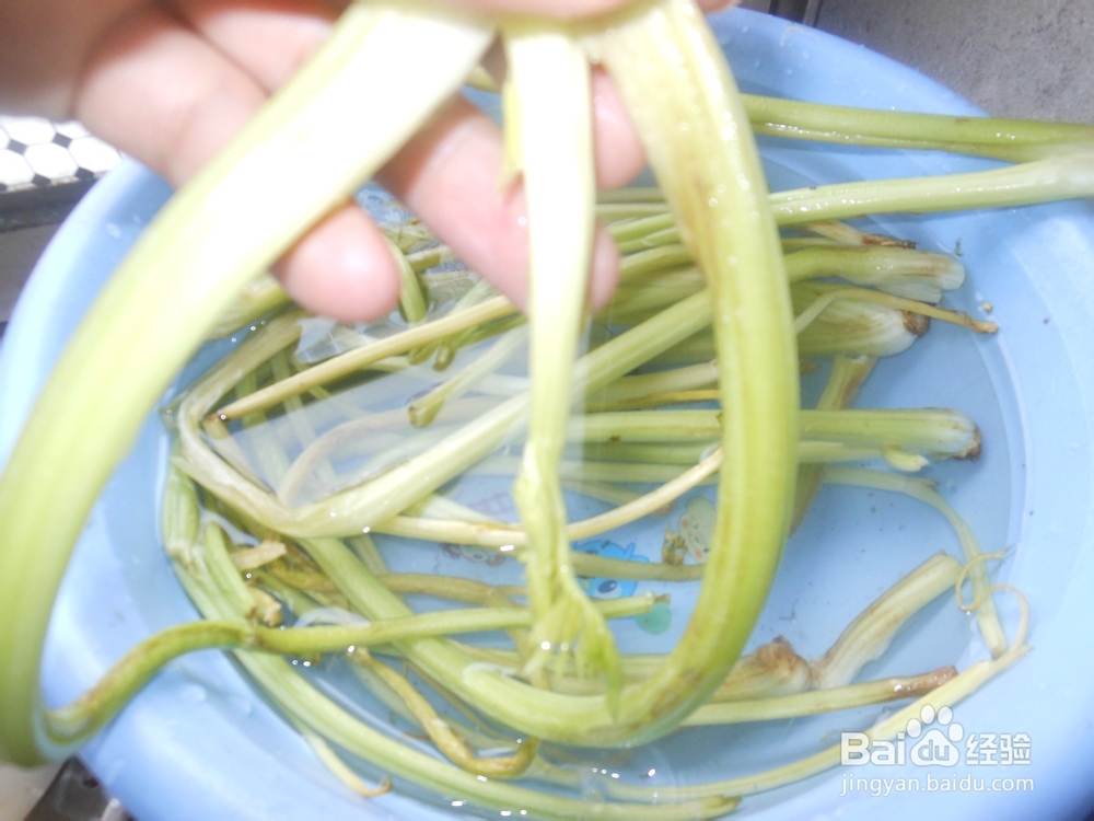 降压菜—凉拌芹菜白菜心